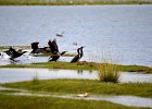 Aalscholver (Great Cormoran) (Phalacrocorax carbo) - Ogii Nuur 14-08-2016 (1)